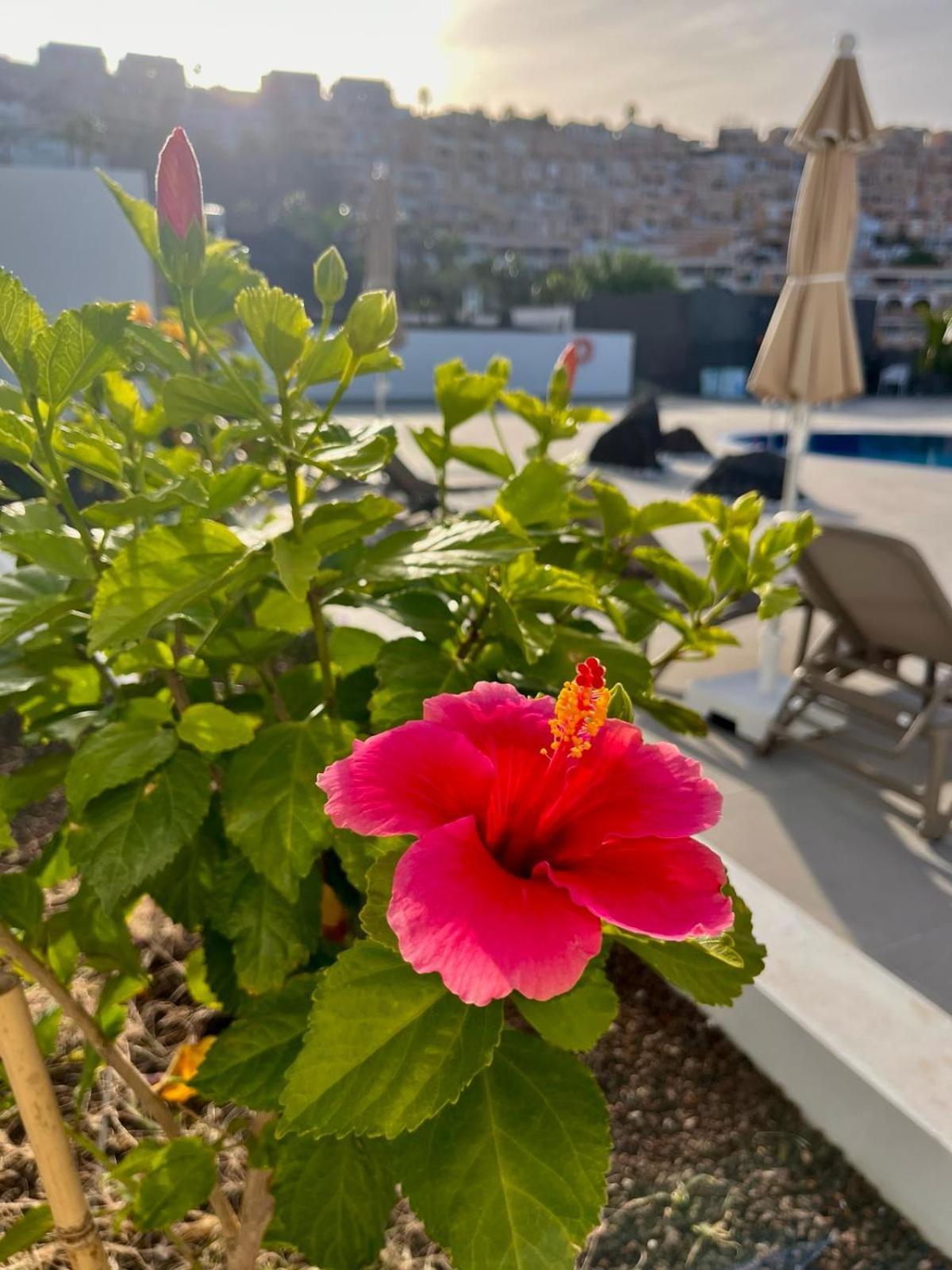 Costa Adeje Garden Aparthotel Playa de las Américas Eksteriør billede